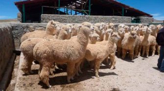 Camélidos Sudamericanos