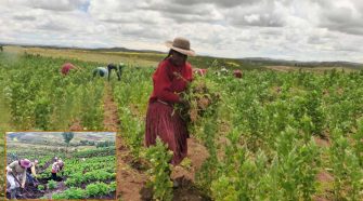 Cultivos en su localidad