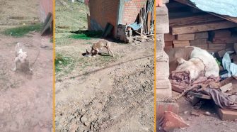 presunto maltrato y explotación de perros pitbull