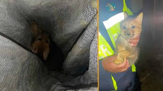 zorro andino en El Collao