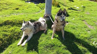 Dos canes de raza husky vienen atacando animales
