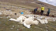 Rayo mata a cinco alpacas