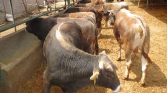 Agroideas abre convocatoria