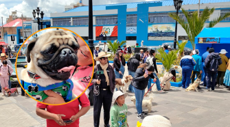 Registro canino con carné mascotas