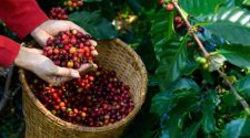 Exportaciones de café