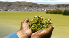 Lenteja verde invade la bahía y preocupa a lancheros