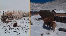 Nevadas en Lampa