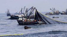 pesca industrial
