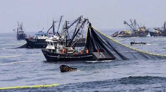 pesca industrial