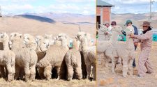 Día Nacional de la Alpaca