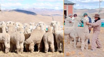 Día Nacional de la Alpaca