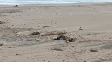 Reportan hallazgo de aves marinas