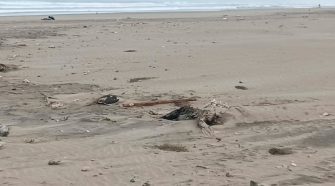 Reportan hallazgo de aves marinas