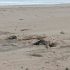 Reportan hallazgo de aves marinas