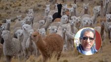 Día de la Alpaca