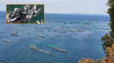 fortalecer la acuicultura controlada