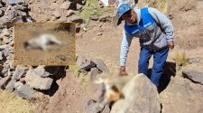 Propietario de ocho mascotas alerta sobre la inseguridad en Sayhuani