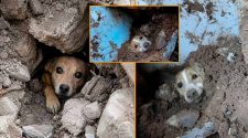 199 animales rescatados