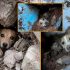 199 animales rescatados