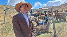 Día Nacional de la Alpaca
