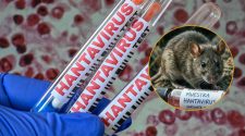 casos de hantavirus