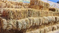pobladores afectados por quema de pastizales
