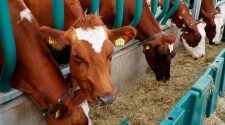 producción de leche