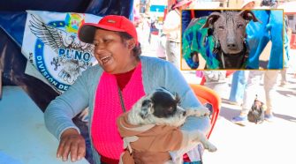 vacunar a los perros
