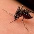virus del Nilo Occidental