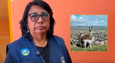 Proyecto Llamas de PECSA