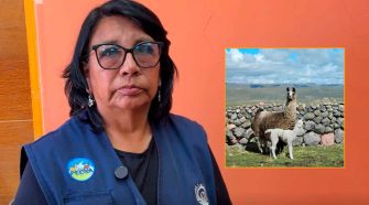 Proyecto Llamas de PECSA