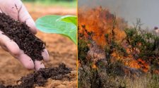 Promueven uso de biofertilizantes