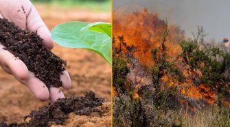 Promueven uso de biofertilizantes