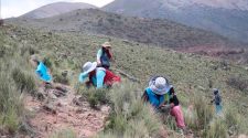 Puno impulsa masiva forestación