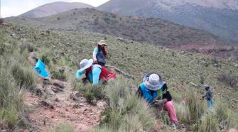 Puno impulsa masiva forestación