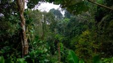 Selva Verde Santo Domingo